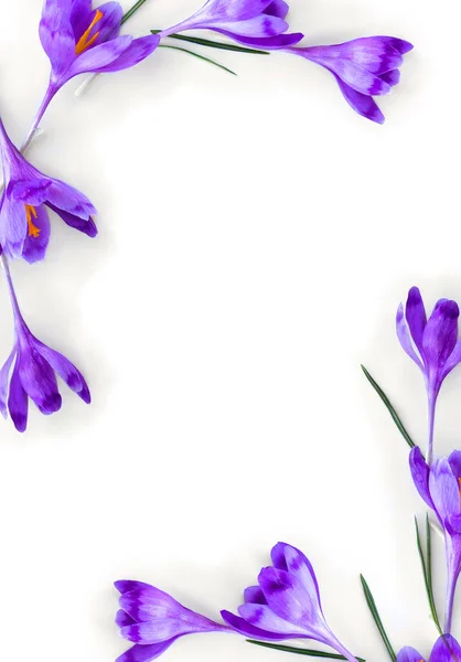 白色背景上的紫罗兰番红花 有文字空间 — 图库照片