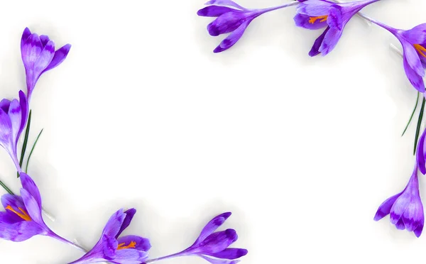 白色背景上的紫罗兰番红花 有文字空间 — 图库照片