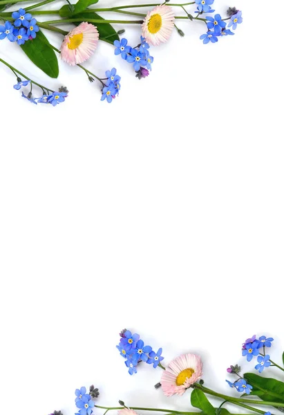 Marco Blanco Rosa Margarita Inglesa Flores Azules Olvidar Sobre Fondo —  Fotos de Stock