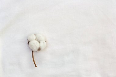Beyaz örülmüş kumaş arkaplanda çiçek pamuğu. Üst manzara, düz yatış. Ekolojik sağlıklı yaşam tarzı