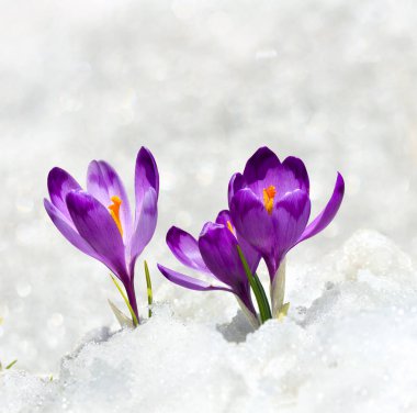 İlkbahar kardelen çiçekleri menekşe timsahlar (Crocus heuffelianus) kar içinde metinler için boşluk ile