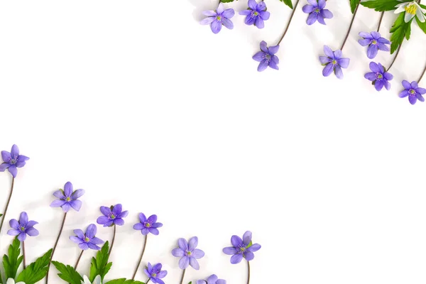 Rahmen Aus Violettblauen Blüten Hepatica Und Weißen Blumen Anemone Auf — Stockfoto