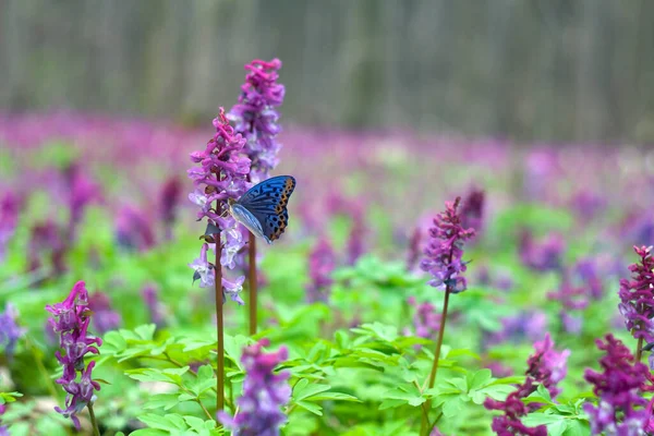 Kék Pillangó Lila Virágok Felett Corydalis Görög Koridálok Tarka Pacsirta — Stock Fotó