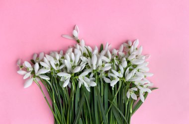 Beyaz kar damlaları pembe bir arka planda Galanthus nivalis ve metin için yer var. Üst manzara, düz yatış. Bahar çiçekleri