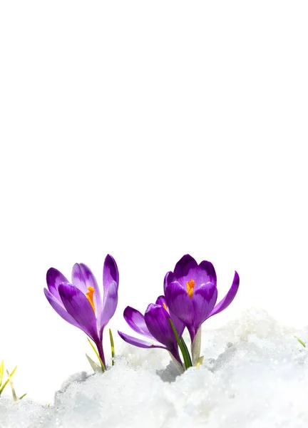 春天的雪花 紫色的番石榴 Crocus Heuffelianus 在雪地里 白色的背景上 有文字的空间 — 图库照片