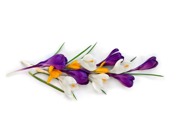 Cruces Violetas Blancas Amarillas Sobre Fondo Blanco Con Espacio Para —  Fotos de Stock