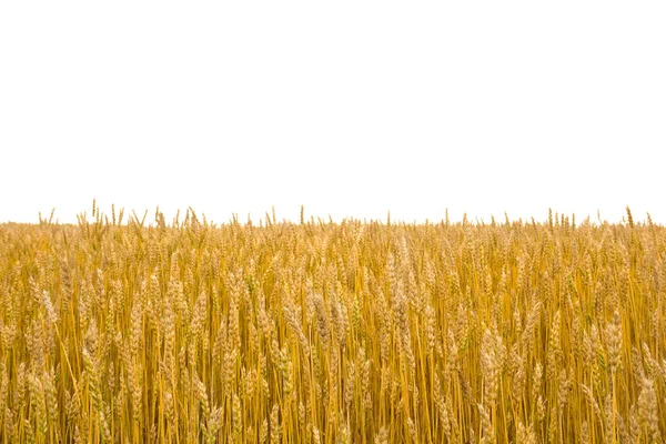 Пшеничные Уши Поле Период Сбора Урожая Белом Фоне Пространством Текста — стоковое фото
