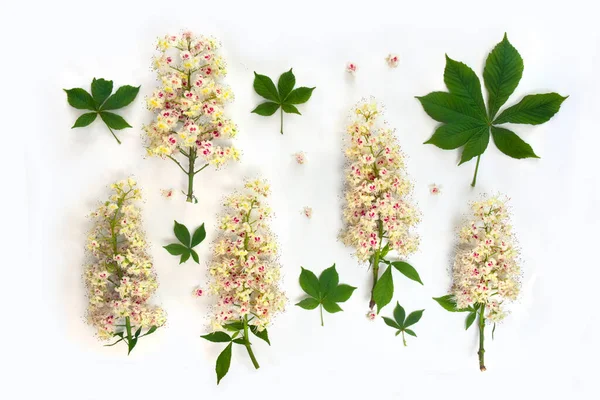 Flores Blancas Hojas Buckeye Aesculus Castaño Indias Sobre Fondo Claro — Foto de Stock