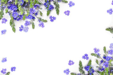 Speedwell mavi çiçek buketi (Veronica chamaedrys, Alman hız kuyusu, ya da kedi gözleri) beyaz arka plan üzerinde metin için boşluk. Üst manzara, düz uzanma