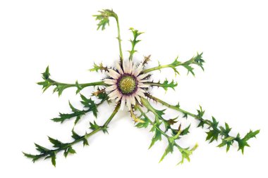 Beyaz gümüş çiçek ve beyaz arka planda (sapsız deve dikeni, cüce deve dikeni, gümüş devedikeni) Carlina acaulis bırakır. Üst manzara, düz uzanma