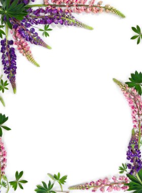 Çiçekler pembe ve menekşe lupin (Lupinus albus) beyaz arkaplan üzerinde yazı için boşluk ile. Üst manzara, düz uzanma