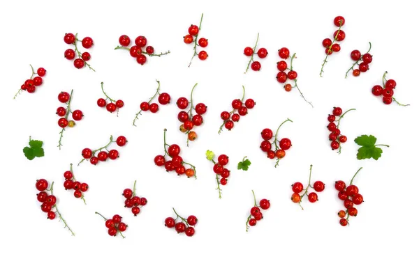 红醋栗浆果的白色背景 — 图库照片