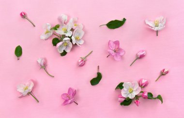 Pembe ve beyaz çiçekler, tomurcuklar ve yapraklar pembe kağıt arka planda elma ağacı. Üst manzara, düz uzanma