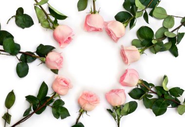 Beyaz arkaplanda pembe güller ve metin için yer var. Üst manzara, düz uzanma.