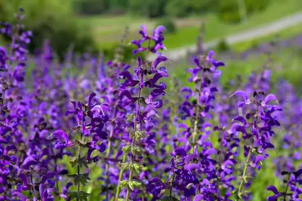 Violet Virágok Salvia Zsálya Napfényben Réten Nyáron — Stock Fotó