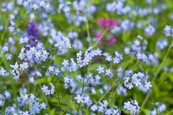 Flores Silvestres Azuis Esquecem Nots Myosotis Sylvatica Prado Primavera Flores — Fotografia de Stock