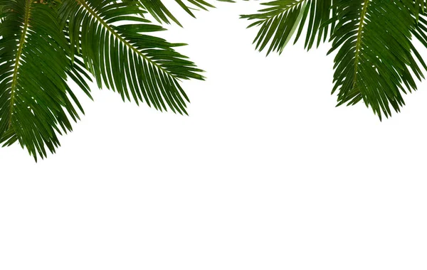 Palma Tropikalna Liściasta Palma Sago Białym Tle Miejscem Tekst Widok — Zdjęcie stockowe