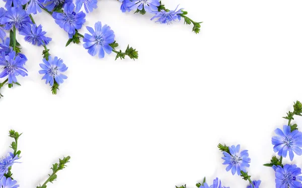 Fleurs Bleues Chicorée Cichorium Intybus Sur Fond Blanc Avec Espace — Photo