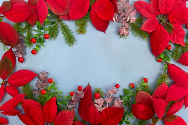 Christmas Decoration Frame Flowers Red Poinsettia Branch Christmas Tree Red — Stock Photo, Image