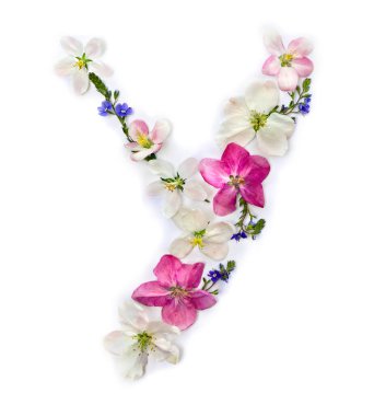 Çiçeklerin Y harfi elma ağacı ve beyaz arka planda mavi kır çiçekleri unutma beni. Üst manzara, düz uzanma