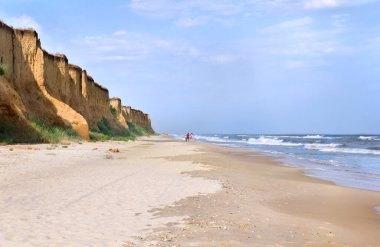 Bir grup insan ve köpekleri yazın deniz kıyısında yürüyorlar.