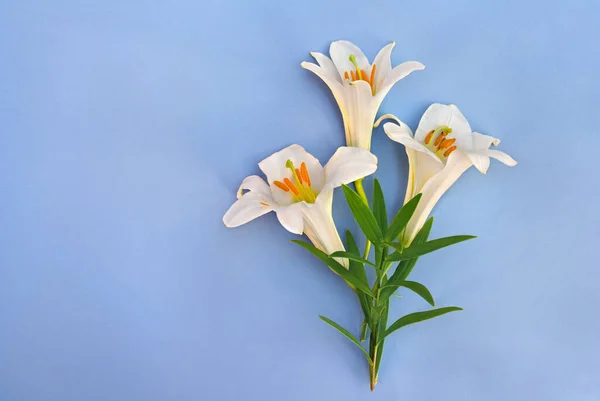 Bouquet white flowers lilies on a blue background with space for text. Top view, flat lay
