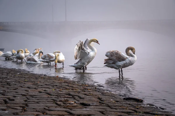 Kuğular Sisli Bir Sabahta Prag Seddindeki Tüylerini Temizler — Stok fotoğraf