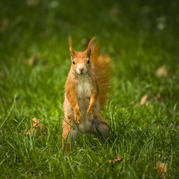 Young Playful Curious Squirrel Park Immagine Stock