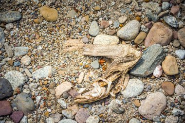A fish skeleton on a stone beach as a symbol of environmental impact.