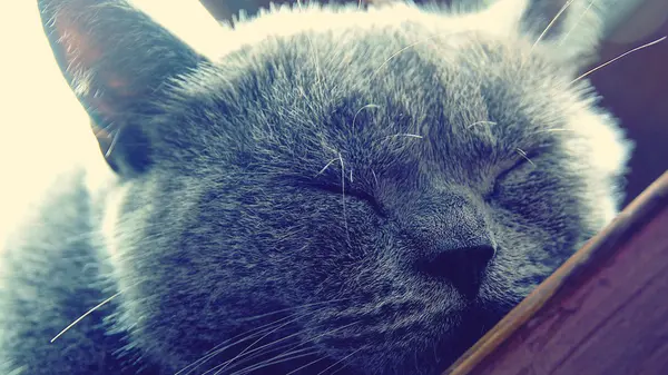 瞌睡的猫 — 图库照片