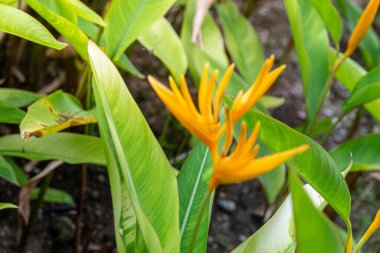 Cennet Kuşu Strelitzia reginae Ait Cennet Kuşu (Cennet Kuşu) Cennet Kuşu (Strelitzia reginae Ait. ) ve çiçeklerin arkaplanı.