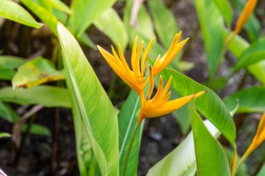 Cennet Kuşu Strelitzia reginae Ait Cennet Kuşu (Cennet Kuşu) Cennet Kuşu (Strelitzia reginae Ait. ) ve çiçeklerin arkaplanı.