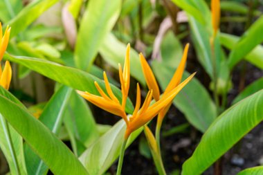 Cennet Kuşu Strelitzia reginae Ait Cennet Kuşu (Cennet Kuşu) Cennet Kuşu (Strelitzia reginae Ait. ) ve çiçeklerin arkaplanı.