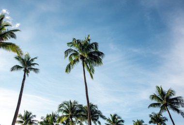 Hindistan cevizi ağacı Asya gökyüzü doğası