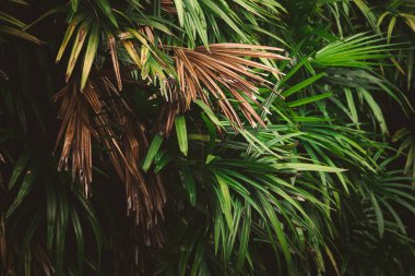 Ormanda yapraklar, tropik yeşil yapraklı dikey bahçenin güzel doğa arka planı.