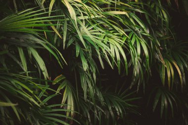 Ormanda yapraklar, tropik yeşil yapraklı dikey bahçenin güzel doğa arka planı.