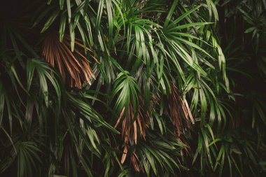 Ormanda yapraklar, tropik yeşil yapraklı dikey bahçenin güzel doğa arka planı.