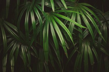 Ormanda yapraklar, tropik yeşil yapraklı dikey bahçenin güzel doğa arka planı.