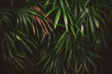 Ormanda yapraklar, tropik yeşil yapraklı dikey bahçenin güzel doğa arka planı.