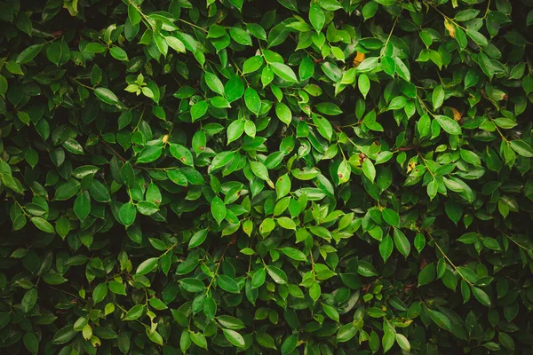 Hojas Bosque Hermoso Fondo Natural Jardín Vertical Con Hoja Verde — Foto de Stock