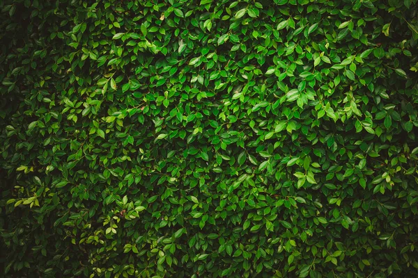 Листья Лесу Красивый Природный Фон Вертикального Сада Тропическим Зеленым Листом — стоковое фото