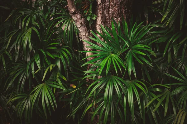 Folhas Floresta Bela Natureza Fundo Jardim Vertical Com Folha Verde — Fotografia de Stock