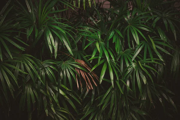 Feuilles Dans Forêt Beau Fond Naturel Jardin Vertical Avec Des — Photo