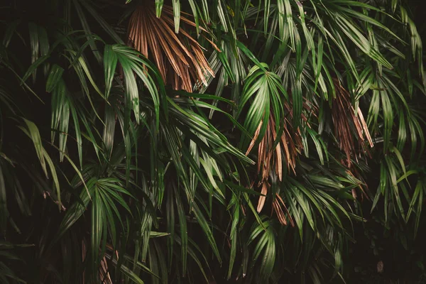 Feuilles Dans Forêt Beau Fond Naturel Jardin Vertical Avec Des — Photo