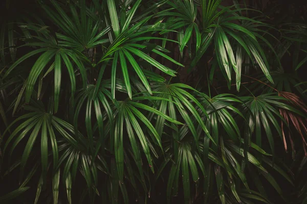Levelek Erdőben Gyönyörű Természet Háttere Függőleges Kert Trópusi Zöld Levél — Stock Fotó