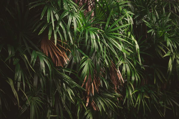 Foglie Nella Foresta Bellissimo Sfondo Naturale Giardino Verticale Con Foglia — Foto Stock