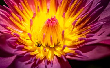 Nilüfer çiçeği böcek doğası. Güzel arkaplan resmi.