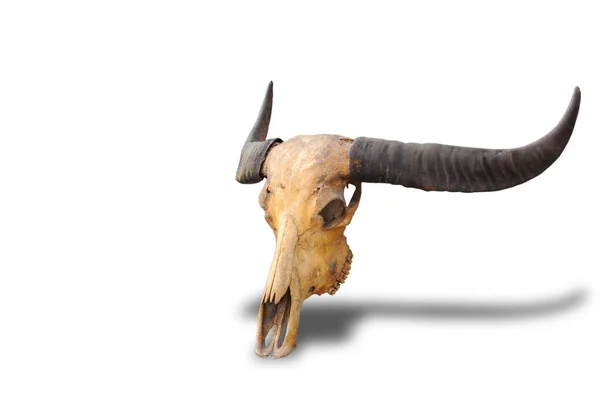 Schedel Dode Buffel Schedel Dood Gehoornde Gescheiden Van Witte Achtergrond — Stockfoto