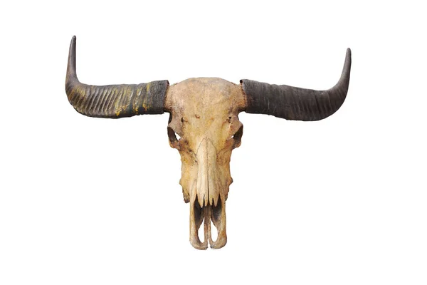 Skull Dead Buffalo Skull Old Black Horn Isolated Background Clipingpart — Stock Photo, Image