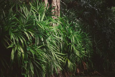 Ormanda yapraklar, tropik yeşil yapraklı dikey bahçenin güzel doğa arka planı.